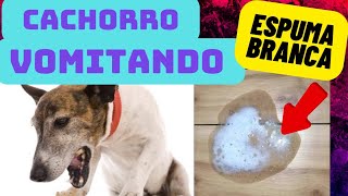 Cachorro vomitando espuma branca entenda e resolva [upl. by Emogene]