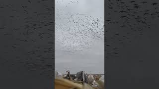 Christmas Day Snow Goose Hunting snowgoosehunting birdhunting birds snowgoose snowgeese [upl. by Aryk]