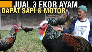 CERITA SUKSES 40 TAHUN TERNAK AYAM HUTAN HIJAU [upl. by Ntsuj]