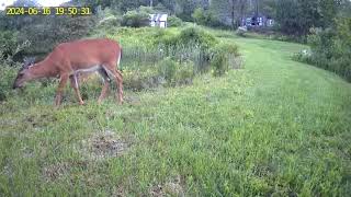 Deer canoodling by the pond [upl. by Gomez]