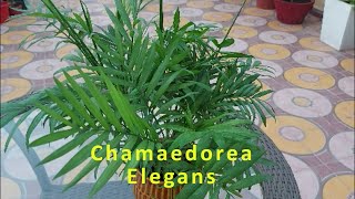 Chamaedorea Elegans  Chamaedorea Palm  Lucky Palm  Indoor palm  Indoor plant  Plant Care [upl. by Panter]