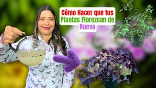 ¿Hojas Amarillas y Sin Flores Aprende a Regular el pH y Revive tus Plantas [upl. by Ayatal]