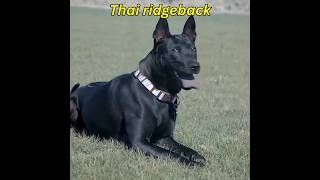 Rarest Thai Ridgeback Dog Breed youtube ytshort youtubeshorts [upl. by Dukey]