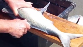 On the spot filleting at the beach filleting  fast Kaiapoi newzealand amazingfisherman [upl. by Karb]