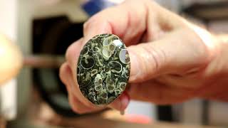 Amazing Fossils Turritella Agate or Elimia Tenera [upl. by Allenaj]