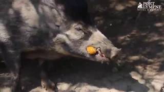 The Visayan Warty Pigs Enjoy Some Easter Eggs  Port Lympne Hotel amp Reserve [upl. by Arnold]