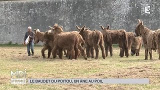 ANIMAUX  Le baudet du Poitou un âne au poil [upl. by Ikceb]