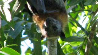 The Greyheaded Flyingfox on 16 October 2007 [upl. by Maziar119]