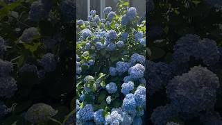 macrophylla hydrangeaгортензияgardenгортензіяflowers parkjardinshortsアジサイсадnaturekyiv [upl. by Chamberlin]