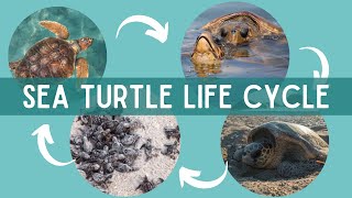 The LIFE CYCLE of SEA TURTLES  The Journey from Hatchling to Adulthood [upl. by Tamma]