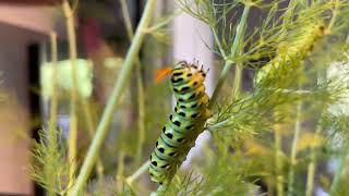 Papilio caterpillar defense [upl. by Gerg597]