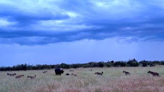 Buffalo mother and calf surrounded by hyenas gets saved by a hyena clan fight [upl. by Petite]