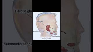 Structure with in Parotid gland  facial nerve [upl. by Dyann]