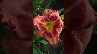 Fox Hunter flowers floriculture plants perennial garden hemerocallis daylily лилейник [upl. by Wylie]