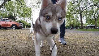 ALASKAN KLEE KAI Rare dog [upl. by Tnahsin171]