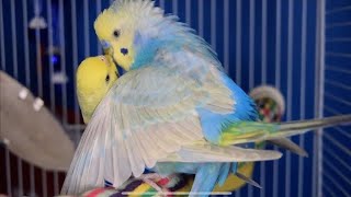 budgies mating  budgies mating parakeet singing ll birds budgies nature [upl. by Levine]