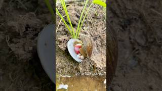 Amazing Colorful Pearl in Clam Digging from Underground shorts clam pearl [upl. by Ylahtan]