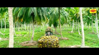 MAGGI Coconut Milk Powder  From Nature To Your Kitchen [upl. by Nita]