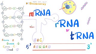 RNA mRNA tRNA rRNA amp Genetic Mutations  Molecular Biology 🧬 [upl. by Timothy272]