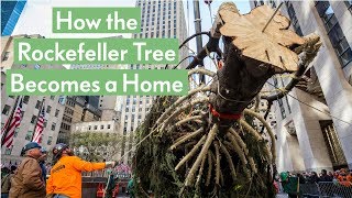 How the Rockefeller Tree Becomes a Home  Oprah Mag [upl. by Atteval]