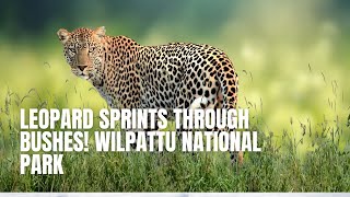 Leopard SPRINTS Through Bushes Wilpattu National Park [upl. by Connelly510]