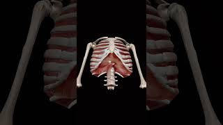 Ribs Depression ribs 3d anatomy animation 3danatomy [upl. by Py]