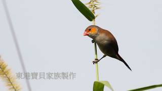 高雄市的橙頰梅花雀Orange Cheeked Waxbill（2019 02 26） [upl. by Kippy64]