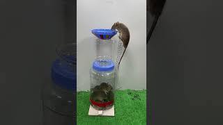 best home mouse trapmouse trap tips [upl. by Egroeg637]