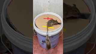 Mouse trap tips at homebest mouse trap rattrap rat [upl. by Lenhart]