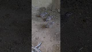 Black Francolin Chicks  shorts shortfeed viral wildlife [upl. by Baudoin]