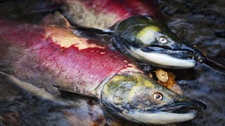 How Salmon Evolved to Die After Spawning [upl. by Asylem]