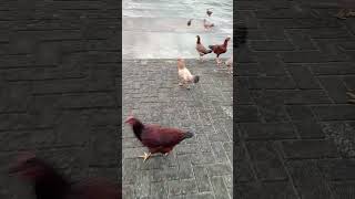 Free range chicken shortvideo chicken freerangechickens [upl. by Hopfinger]