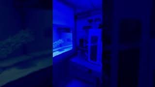 Coralcare full bleu  rampe led bleu Ali express [upl. by Gilliette]