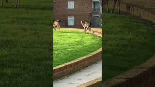 Romford deer community [upl. by Homer]