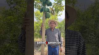 Gastos y ganancias de la papaya cultivos agriculture gastosyganancias [upl. by Lindbom]