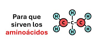 Para que sirven los aminoacidos [upl. by Wappes]