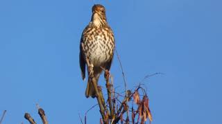 Song Thrush [upl. by Asirralc]