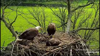 Decorah North 51624 DNF brings nesting kids are disappointed [upl. by Shewchuk]