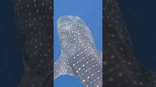 Snorkeling 🤿 with whale sharks So amazing diving whale shark [upl. by Muna]