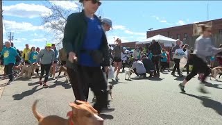 Richmond SPCAs Dog Jog is Saturday March 23 [upl. by Aissac]