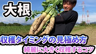 【大根】〇〇したらとんでもないことに 大きくなったコツと収穫タイミング [upl. by Pancho]