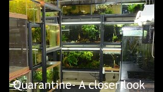 Quarantine Protocol A closer look BONUS new fish footage [upl. by Wakeen216]