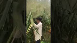 Chill and ThrillHill Broom Skill shortsfeed viralvideos ytshorts shorts farmya RythuBadi [upl. by Nurav]