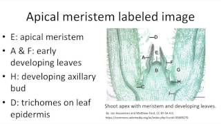 Stem internal organization part 1 apical meristems [upl. by Autrey772]