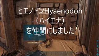 Hyaenodon taming ヒエノドン（ハイエナ）が仲間に！【ARK Survival Evolved】 [upl. by Dart]