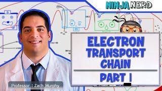 Metabolism  Electron Transport Chain DETAILED  Part 1 [upl. by Guimond]