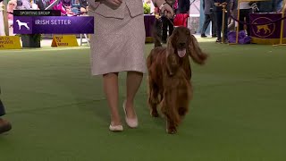 Setters Irish  Breed Judging 2023 [upl. by Delmer]