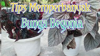 Belajar stek bunga begonia  Como culder begonias [upl. by Sillsby860]