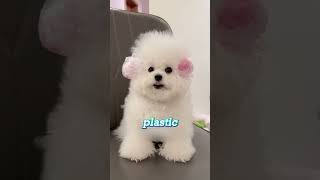 Dog Grooming On STEROIDS🐩😇🥰 pets cutepets animals adorablepets dogshorts funny [upl. by Miharbi]