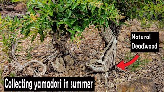 Collecting yamadori in summer Found some amazing trees for bonsai [upl. by Ettesel]